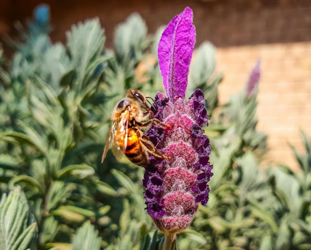 El lado oscuro de los aceites esenciales. Por qué elegir opciones 100% sostenibles 4 Close-up of a bee pollinating a vibrant lavender flower in natural sunlight.