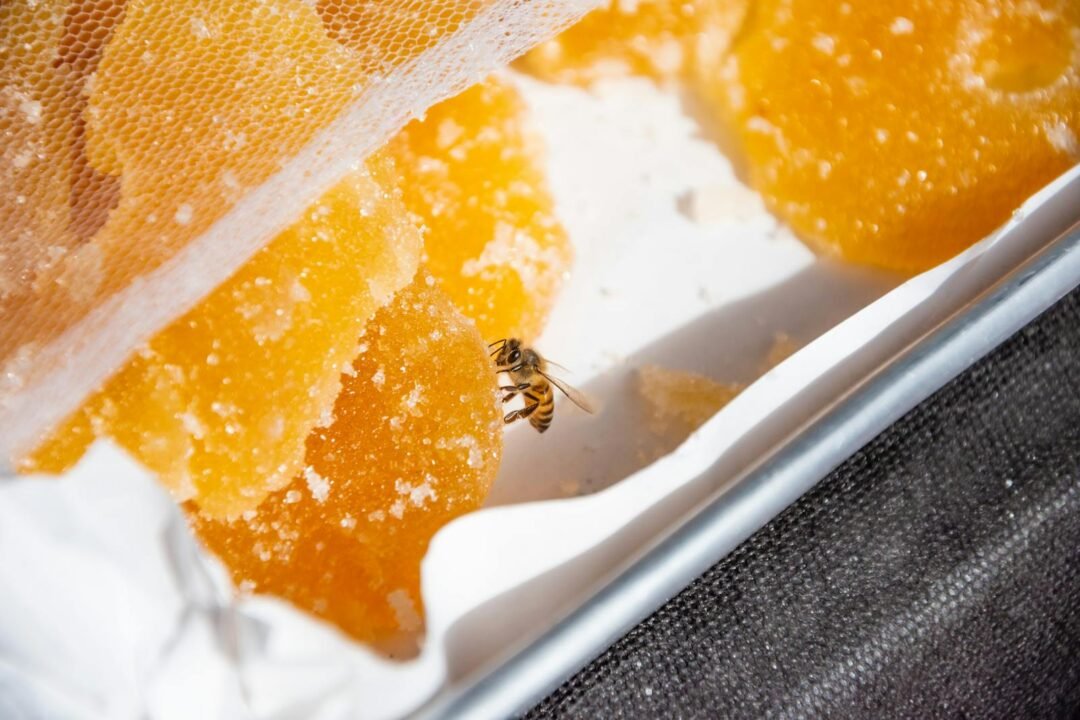 Close-up of a bee on a honeycomb in São Paulo with sugar crystals.